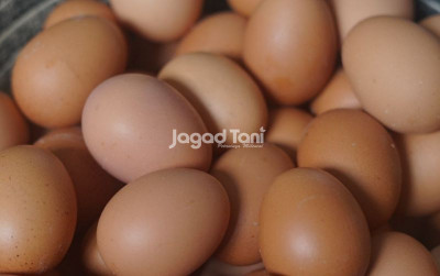 uploads/news/2025/03/update-harga-telur-ayam-507157e475be078_400.JPG