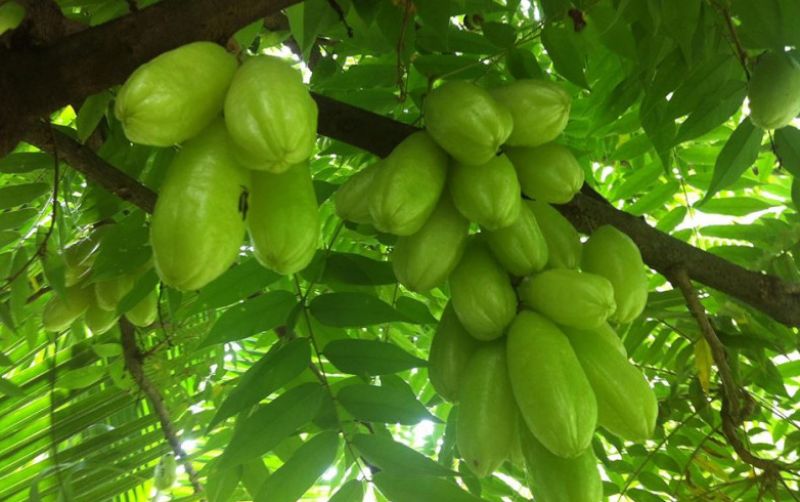 uploads/news/2025/04/belimbing-wuluh-tanaman-serbaguna-9048364352a9b4b.jpg