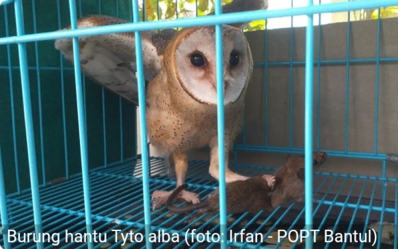 uploads/news/2025/04/burung-hantu-tyto-alba--78598f198bcd22d.jpg