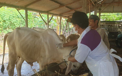 uploads/news/2025/04/hadapi-penyakit-sapi-ngorok--7212286db714cd7_400.jpeg