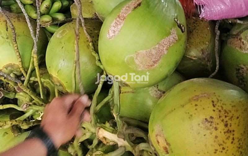 uploads/news/2025/04/harga-kelapa-naik-petani-359372609f90a70.jpg