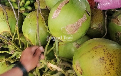 uploads/news/2025/04/harga-kelapa-naik-petani-359372609f90a70_400.jpg