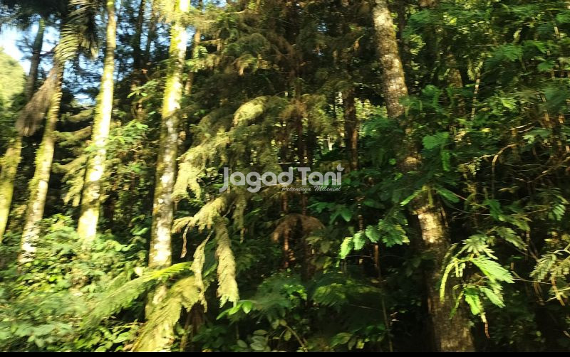 uploads/news/2025/04/inhutani-jasa-relokasi-pohon-1519398f23b6dc2.jpg