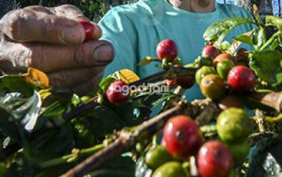 uploads/news/2025/04/java-coffee-estate-perkuat-19341e83c29dc38_400.jpg