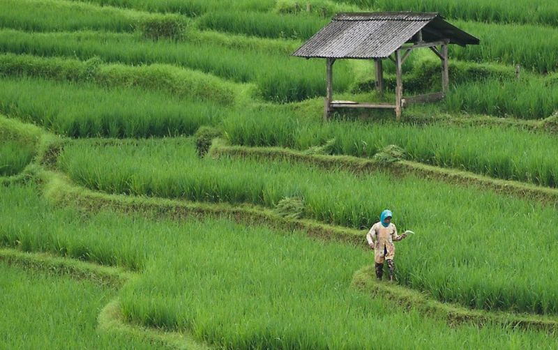 uploads/news/2025/04/kejar-oplah-kementan-distribusikan-61675abb760faa6.jpg