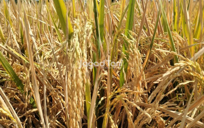 uploads/news/2025/04/kendalikan-inflasi-nfa-dorong-729679701bb29cc_400.jpg