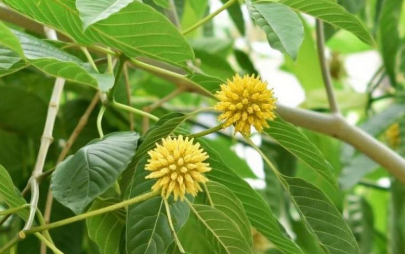 uploads/news/2025/04/kratom-bernilai-ekonomis-dengan-9279853199fa90c.jpeg