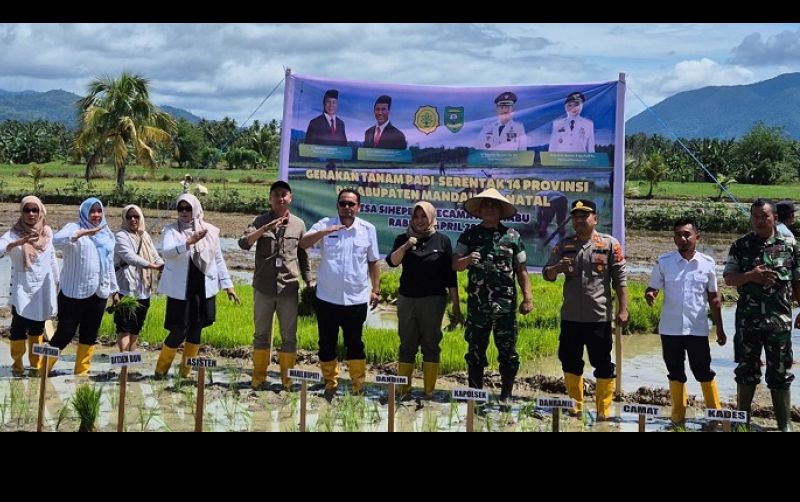 uploads/news/2025/04/mandailing-natal-targetkan-panen-66322b6ad92b999.jpg