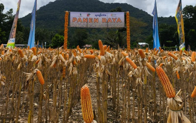 uploads/news/2025/04/panen-jagung-di-manggarai-958255d474dfcc4_400.jpeg
