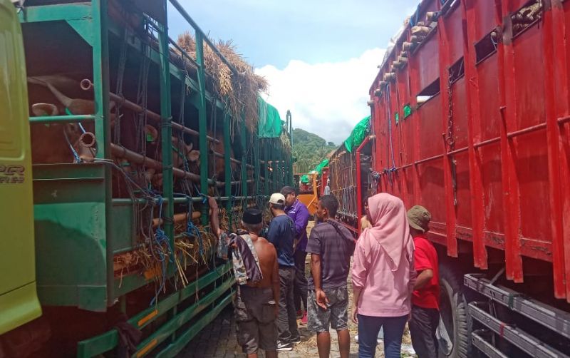 uploads/news/2025/04/pengaturan-distribusi-sapi-kurban-37796879c4f1ed7.jpg