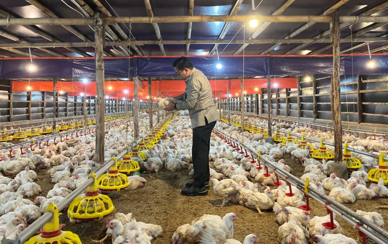 uploads/news/2025/04/stabilkan-harga-ayam-kementan-913184f241a3bb1.jpeg