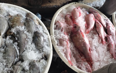 uploads/news/2025/04/tips-jaga-mutu-ikan-60931e429648d61_400.jpg