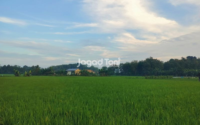 uploads/news/2025/05/akselerasi-swasembada-pangan-percepatan-96351f6a5a54ea7.jpg