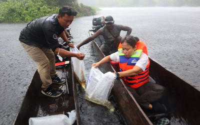 uploads/news/2025/05/anakan-arwana-irian-di-67060d0b6ee6460_400.jpg