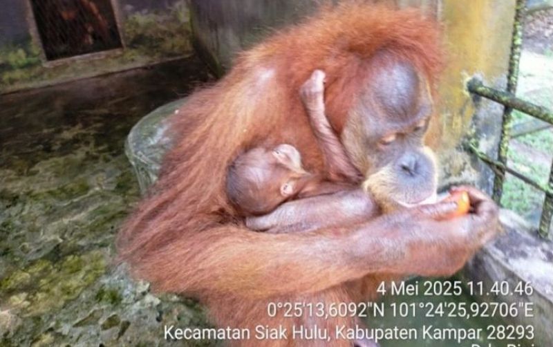 uploads/news/2025/05/bayi-orangutan-lahir-di-624028440e6e34e.jpeg