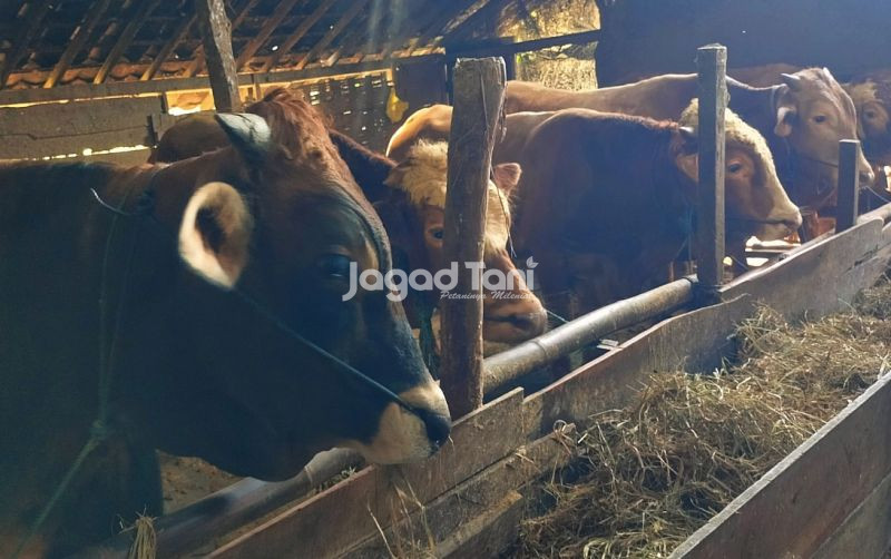 uploads/news/2025/05/brin-ungkap-inovasi-adaptasi-60285656d29f5f4.jpg