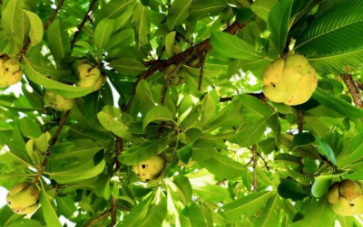 uploads/news/2025/05/buah-sempur-menyimpan-potensi-159566d3d14d74b_400.jpg