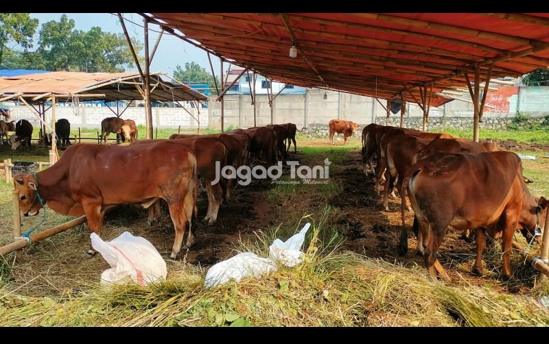 uploads/news/2025/05/jurus-kementan-cegah-penyakit-72069bb500e5589.jpg