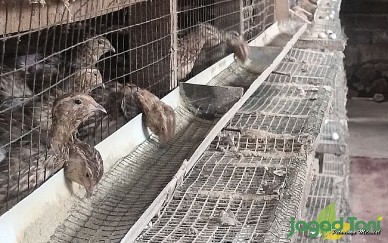 uploads/news/2025/05/kementan-dukung-burung-puyuh-714006231929656.jpg
