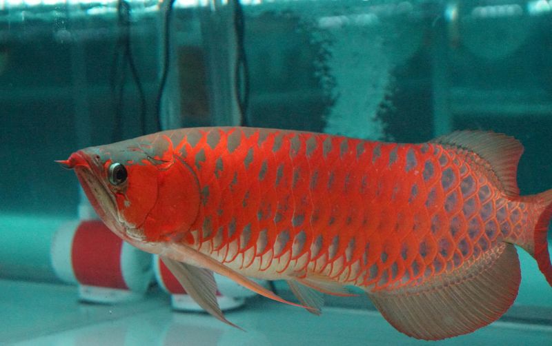 uploads/news/2025/05/kkp-dukung-konservasi-ikan-640856603b355b1.jpg
