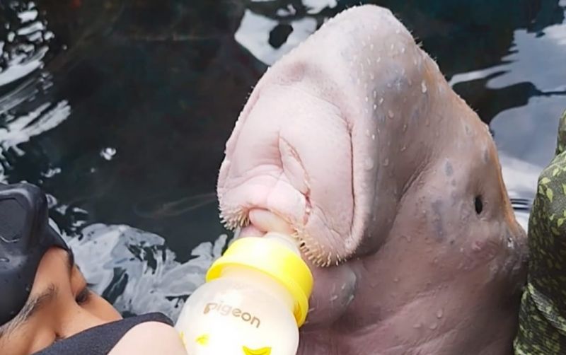 uploads/news/2025/05/kkp-selamatkan-bayi-dugong-7142831b27482c9.jpg