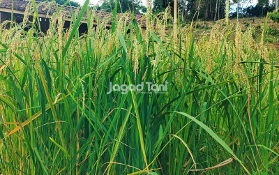 uploads/news/2025/05/nfa-tegaskan-dukungan-kedaulatan-2391616ec72e6c5_400.jpg