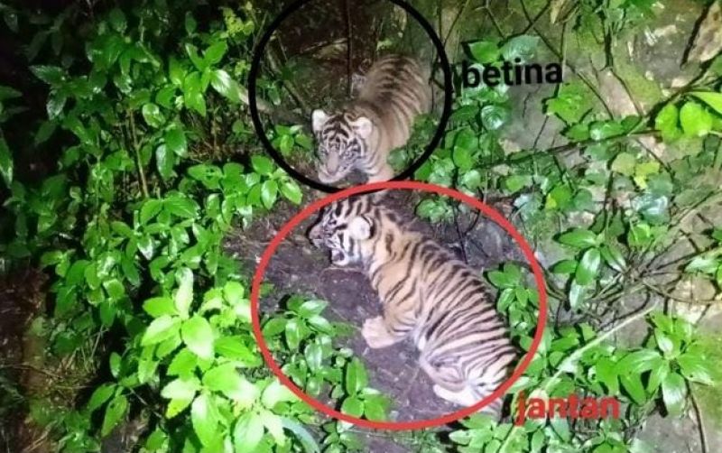 uploads/news/2025/05/nunuk-ninik-harapan-baru-986641fbac4965e.jpg