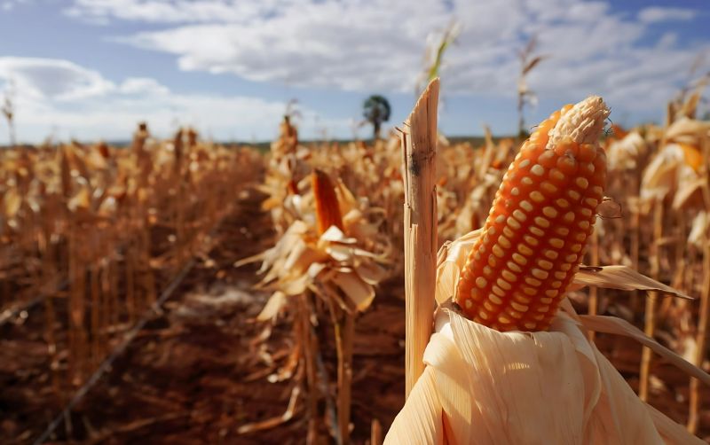 uploads/news/2025/05/persiapan-panen-raya-jagung--691913ff30267bc.jpeg