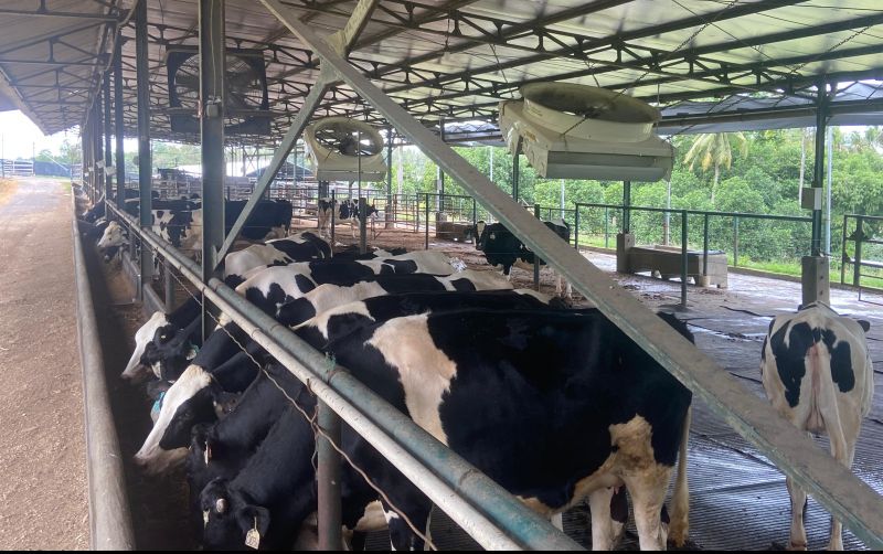 uploads/news/2025/05/produksi-susu-sapi-mulai-63569cb624b1bea.jpeg