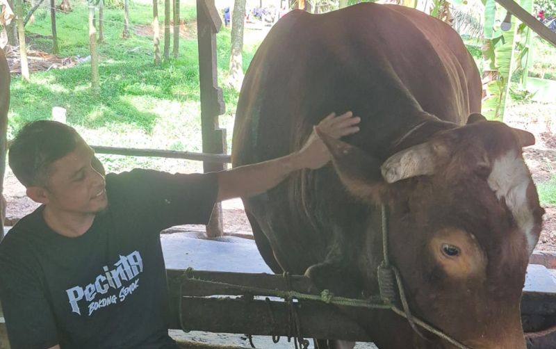 uploads/news/2025/05/sapi-kurban-presiden-berasal-66762eea76e1bd2.jpeg