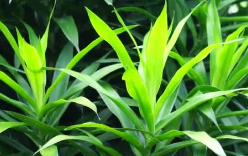 uploads/news/2025/05/tanaman-suji-kandungan-herbal-42685a4e1505bef.jpg