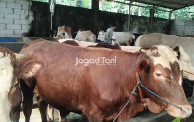uploads/news/2025/05/tiga-langkah-dalam-memilih-5263638d83225ca_400.jpg