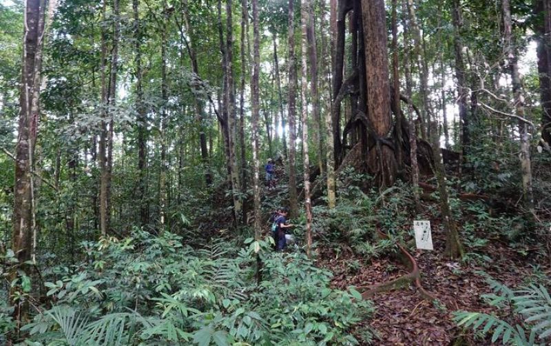 uploads/news/2025/06/-penemuan-spesies-baru-di-217670482f2dedb.jpg