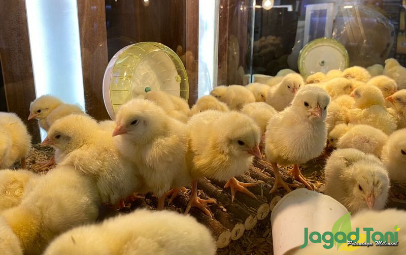 uploads/news/2025/06/dongkrak-harga-livebird-atasi-2140303541cf746.jpg