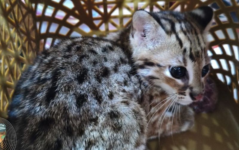 uploads/news/2025/06/kucing-kuwuk-kembali-ke-580655fb06c4f19.jpg