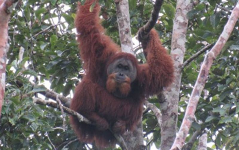 uploads/news/2025/06/mitigasi-orangutan-hindari-konflik-11430fca144cad5.jpg