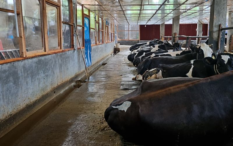 uploads/news/2025/06/nestle-hadirkan-closed-barn-14454cd7d774b02.jpg