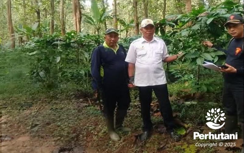 uploads/news/2025/06/perhutani-laksanakan-ubinan-kopi-161659e3c956fe5.jpg