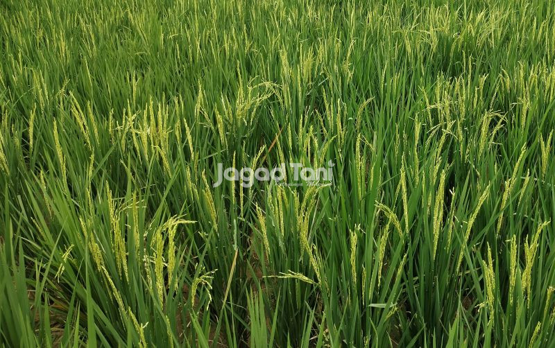 uploads/news/2025/06/produksi-beras-nasional-januari-juli-347603aa2561842.jpg