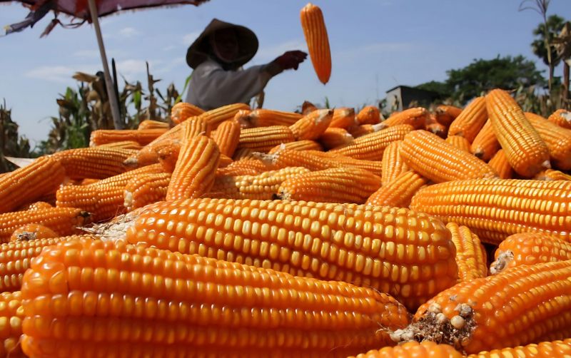 uploads/news/2025/06/produksi-jagung-surplus-swasembada-858604c3b1895b9.jpeg