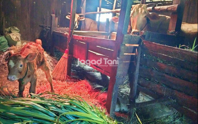 uploads/news/2025/06/sistem-teknologi-reproduksi-ternak-482418855269caa_400.jpg