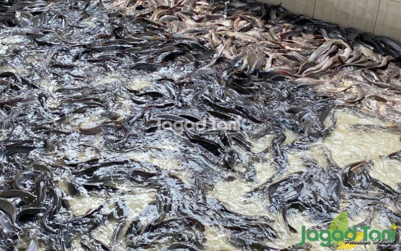uploads/news/2025/08/akhir-kisah-pendiri-unicorn-700052a4eec3f2f.jpg