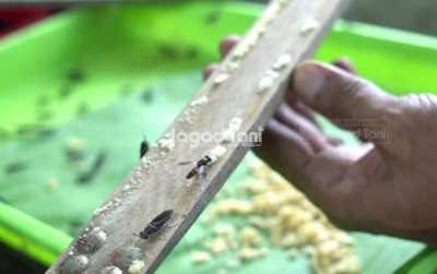 uploads/news/2025/08/alternatif-bisnis-jual-maggot-83053d746ee1995_400.png