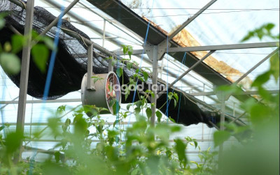 uploads/news/2025/08/cara-mencegah-gagal-panen-5199571c7af2566_400.jpg