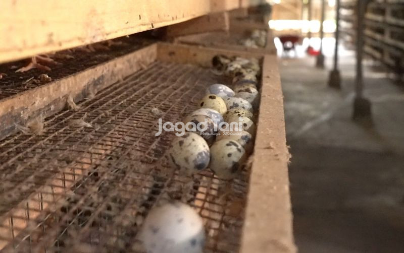 uploads/news/2025/08/jajaki-peluang-usaha-telur-2358336cc2ed03e.jpg