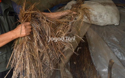 uploads/news/2025/08/jerami-fermentasi-pakan-ternak-84474389f2b57b1_400.jpg