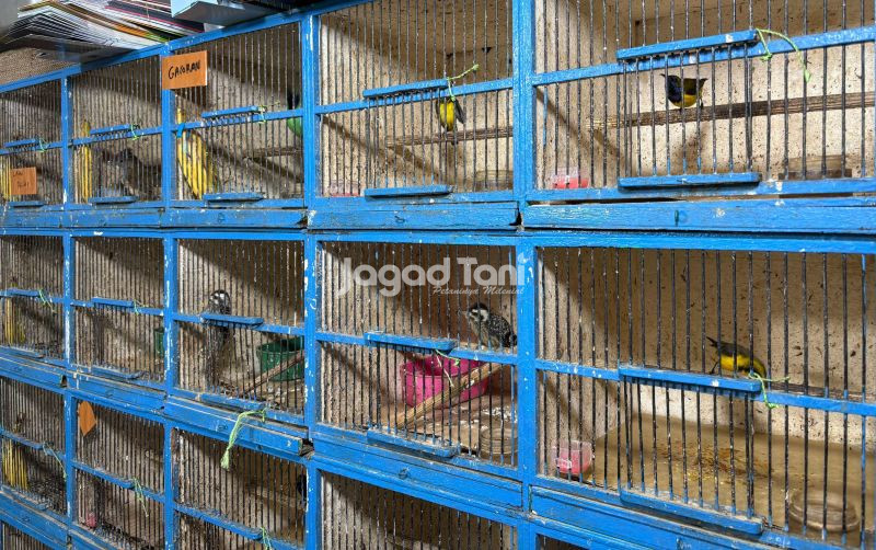 uploads/news/2025/08/jual-burung-sistem-kredit-36555eb6a27d470.jpeg