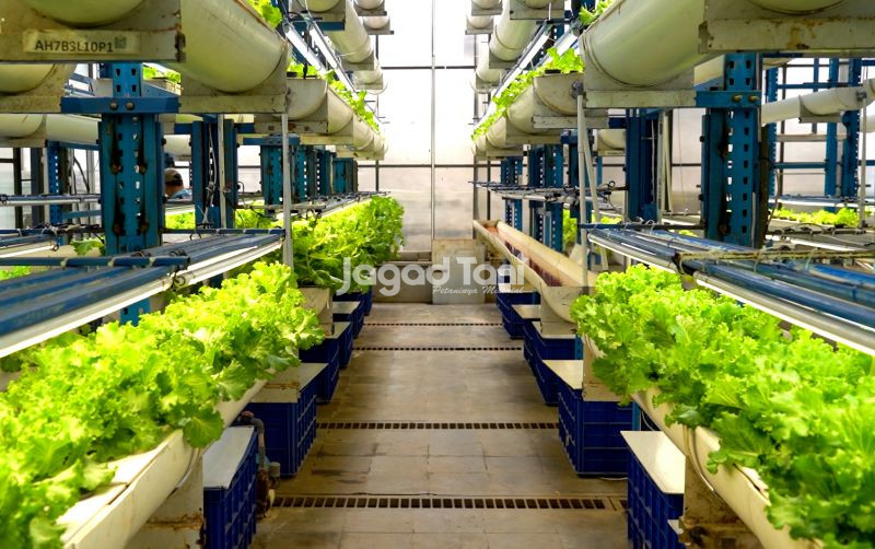 uploads/news/2025/08/lima-jenis-tanaman-sayur-97553fd0a5e1ee8.jpg
