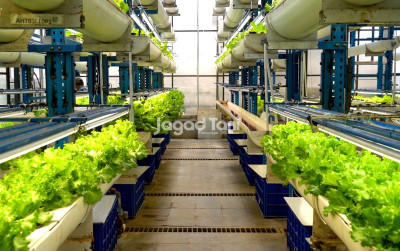 uploads/news/2025/08/lima-jenis-tanaman-sayur-97553fd0a5e1ee8_400.jpg