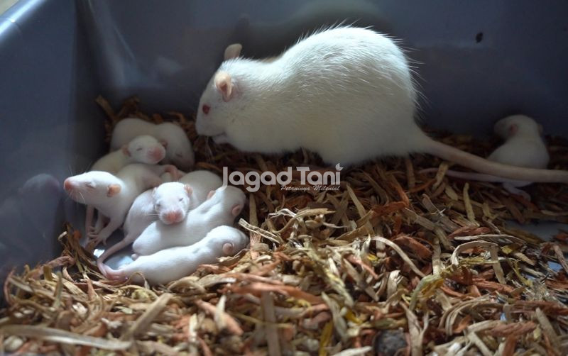 uploads/news/2025/08/mengelola-tikus-putih-bagi-190277f7afc738a.jpg